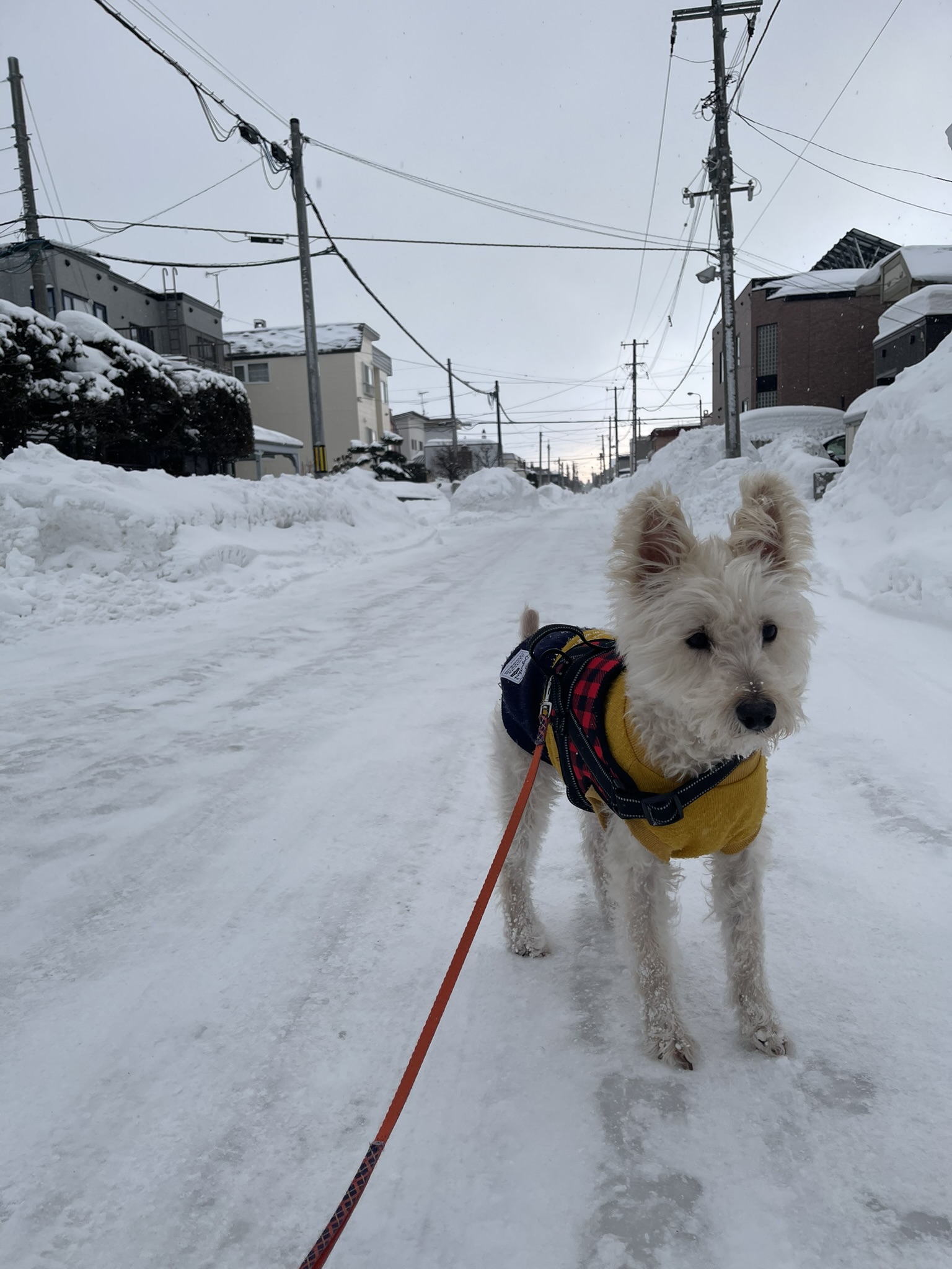 バンブーの自己紹介